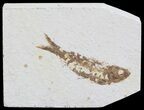 Knightia Fossil Fish - Wyoming #71016-1